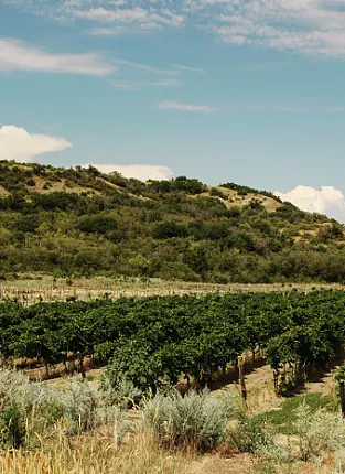 Дегустация Молодые вина Сердюка в Мытищах