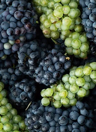 Встречаем осень в красных тонах