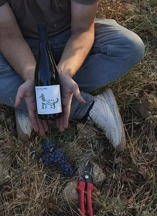 Органические вина Villa di Alma на 1й Брестской