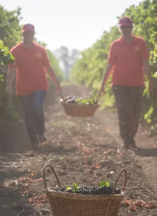 "Фанагория". Бауманская, д.7,стр.1