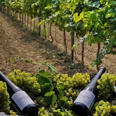 Domaine Lipko: выдающиеся терруарные вина со своим лицом. Дегустация на 1й Брестской Domaine Lipko: выдающиеся терруарные вина со своим лицом. Дегустация на 1й Брестской