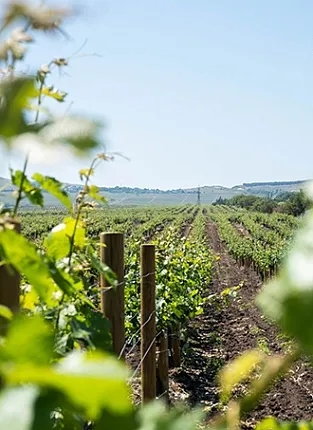 Винное Казино «Крым против Краснодара»