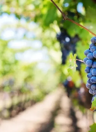 WineCraft. Лимитированная серия