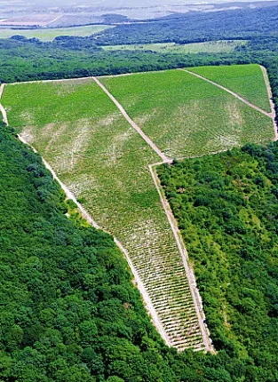 Дегустация Гай-Кодзор. Мытищи