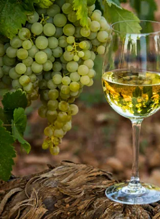 Викторина «Такой разный Рислинг», Казань