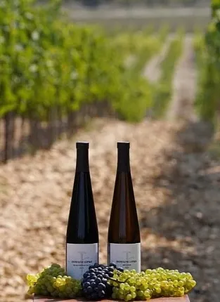 Domaine Lipko: дегустация на Бауманской